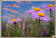 Asters
